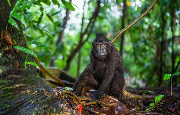 셀레베스는 숲속의 마카크를 문지르고 크레스티드 마카크 술라웨시 크레스트 마카크 원숭이 — 스톡 사진