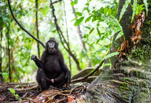 Celebes Kuif Makaak Het Bos Zwarte Makaak Celebes Crested Makaak — Stockfoto