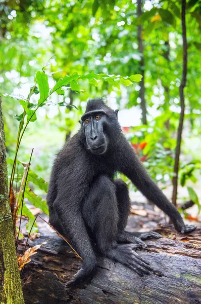 塞莱斯人把猴在森林里长了 爬行的黑色猴 苏拉威西的猴 或黑猿 自然栖息地 苏拉威西岛 印度尼西亚 — 图库照片