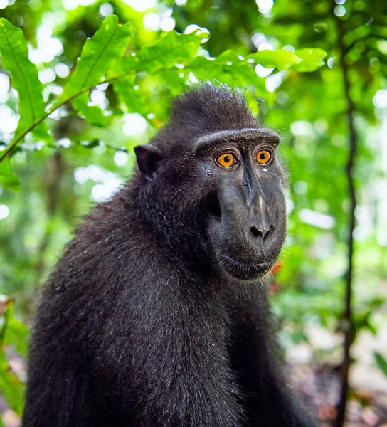 Celebes Kuif Maka Close Portret Kuif Zwarte Makaken Sulawesi Kuif — Stockfoto