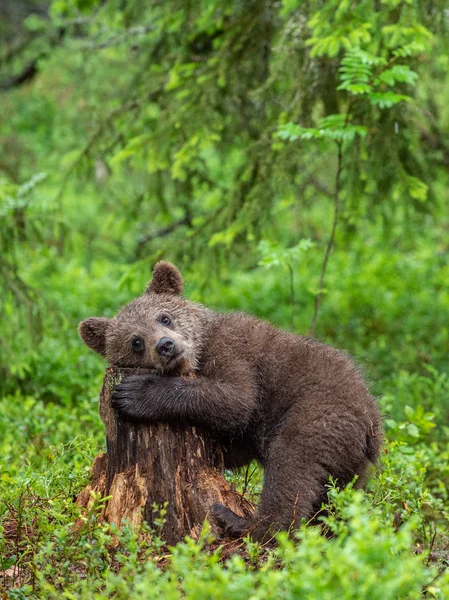 Mládě Medvídky Letním Lese Přírodní Stanoviště Vědecký Název Ursus Arctos — Stock fotografie