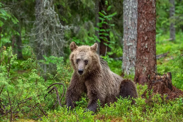 Cachorro Oso Marrón Bosque Verano Hábitat Natural Nombre Científico Ursus — Foto de Stock