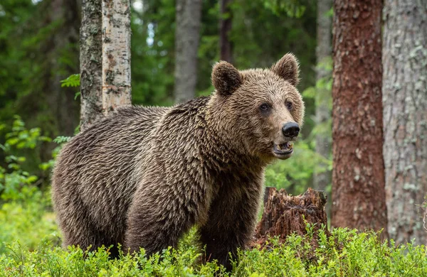 Brunbjörn Sommar Skogen Grön Skog Natur Bakgrund Vetenskaplig Namn Ursus — Stockfoto