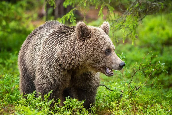 Бурый Медведь Летнем Лесу Зеленый Лес Природный Фон Научное Название — стоковое фото