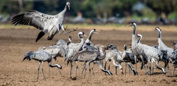 경작지에서 춤추는 크레인 일반적인 크레인 유라시아 크레인 Grus Grus Grus — 스톡 사진