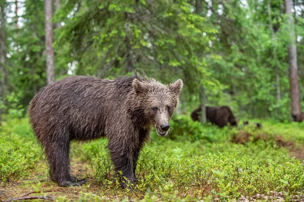 숲에서 곰입니다 배경입니다 과학적 우르수스 아크토 서식지 — 스톡 사진