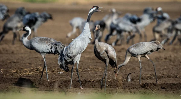 Szántóföldi Daruk Szántóföldön Daru Vagy Eurázsiai Daru Tudományos Név Grus — Stock Fotó