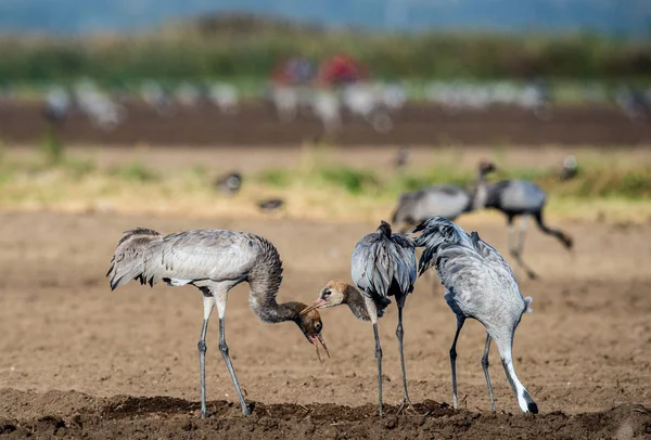 Szántóföld Daruk Daru Vagy Eurázsiai Daru Tudományos Név Grus Grus — Stock Fotó