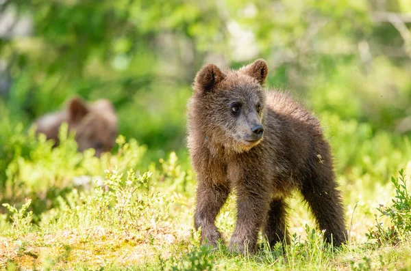 Куб Коричневого Медведя Летнем Лесу Естественная Среда Обитания Научное Название — стоковое фото