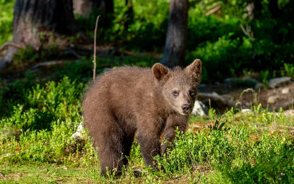Cub Brown Bear Floresta Verão Habitat Natural Nome Científico Ursus — Fotografia de Stock