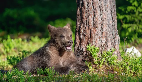Mládě Medvídky Letním Lese Přírodní Stanoviště Vědecký Název Ursus Arctos — Stock fotografie
