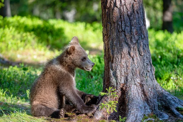 夏の森の中のヒグマのカブ 自然の生息地 アーサス アークトス — ストック写真