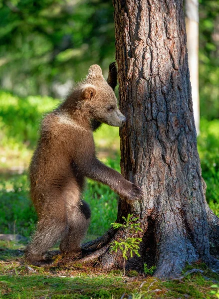棕熊的幼崽站在他的后腿上 科学名称 乌尔苏斯 阿克图斯 阿克图斯 夏季森林 自然绿色背景 — 图库照片