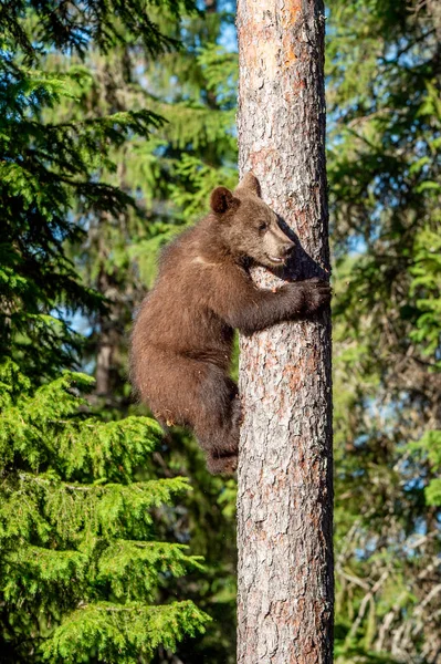 棕熊幼崽爬上一棵松树 自然栖息地 夏季森林 科学名称 乌尔苏斯弧形 — 图库照片