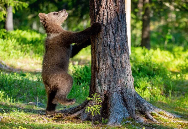 Cub Brown Medve Állva Hátsó Lába Tudományos Név Ursus Arctos — Stock Fotó
