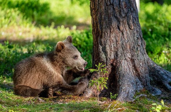 夏林中棕熊的幼崽 自然栖息地 科学名称 乌尔苏斯弧形 — 图库照片