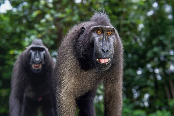Glimlachend Macaques Celebes Kuif Makaak Close Portret Zwarte Makaak Celebes — Stockfoto