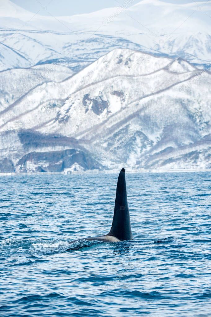 Orca or killer whale, Orcinus Orca, travelling in Sea of Okhotsk. Snow-covered mountains on the background. Natural habitat.