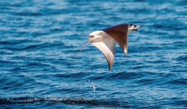 Sudan atlama Mobula ray. Manta de keşiş, Munk'ın şeytan ray, cüce devil ray, smoothtail mobula, bilinen Mobula munkiana familyasından bir aile Myliobatida ray. Pasifik Okyanusu