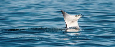 Sudan atlama Mobula ray. Manta de keşiş, Munk'ın şeytan ray, cüce devil ray, smoothtail mobula, bilinen Mobula munkiana familyasından bir aile Myliobatida ray. Pasifik Okyanusu