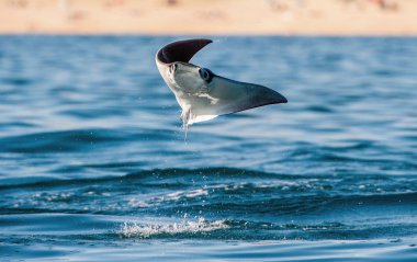 Mobula ışını sudan atlıyor. Ön görüş. Mobula munkiana, manta de monk, Munk's devil Ray, pigme şeytan ışını, smoothtail mobula olarak bilinen, Myliobatida familyasından bir ışın türüdür..