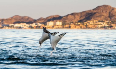 Sudan atlama Mobula ray. Manta de keşiş, Munk'ın şeytan ray, cüce devil ray, smoothtail mobula, bilinen Mobula munkiana familyasından bir aile Myliobatida ray. Pasifik Okyanusu
