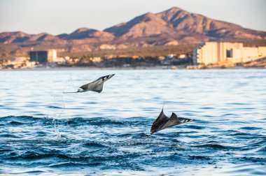 Sudan atlama Mobula ray. Manta de keşiş, Munk'ın şeytan ray, cüce devil ray, smoothtail mobula, bilinen Mobula munkiana familyasından bir aile Myliobatida ray. Pasifik Okyanusu