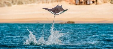 Sudan atlama Mobula ray. Manta de keşiş, Munk'ın şeytan ray, cüce devil ray, smoothtail mobula, bilinen Mobula munkiana familyasından bir aile Myliobatida ray. Pasifik Okyanusu