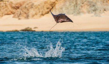 Sudan atlama Mobula ray. Manta de keşiş, Munk'ın şeytan ray, cüce devil ray, smoothtail mobula, bilinen Mobula munkiana familyasından bir aile Myliobatida ray. Pasifik Okyanusu
