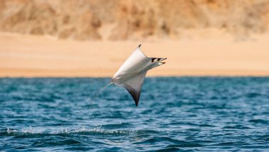 Sudan atlama Mobula ray. Manta de keşiş, Munk'ın şeytan ray, cüce devil ray, smoothtail mobula, bilinen Mobula munkiana familyasından bir aile Myliobatida ray. Pasifik Okyanusu