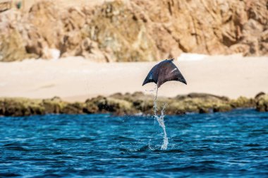 Sudan atlama Mobula ray. Manta de keşiş, Munk'ın şeytan ray, cüce devil ray, smoothtail mobula, bilinen Mobula munkiana familyasından bir aile Myliobatida ray. Pasifik Okyanusu