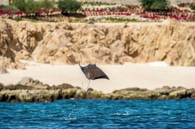 Sudan atlama Mobula ray. Manta de keşiş, Munk'ın şeytan ray, cüce devil ray, smoothtail mobula, bilinen Mobula munkiana familyasından bir aile Myliobatida ray. Pasifik Okyanusu