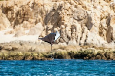 Sudan atlama Mobula ray. Manta de keşiş, Munk'ın şeytan ray, cüce devil ray, smoothtail mobula, bilinen Mobula munkiana familyasından bir aile Myliobatida ray. Pasifik Okyanusu