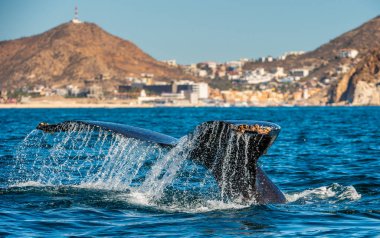 Okyanus yüzeyinin üzerindeki kudretli kambur balinanın kuyruk yüzgeci. Bilimsel adı: Megaptera novaeangliae. Doğal yaşam alanı. Pasifik okyanusu, Kaliforniya Körfezi yakınlarında Cortez Denizi olarak da bilinir.
