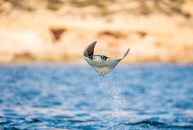 Mobula ışını sudan atlıyor. Ön görüş. Mobula munkiana, manta de monk, Munk's devil Ray, pigme şeytan ışını, smoothtail mobula olarak bilinen, Myliobatida familyasından bir ışın türüdür..