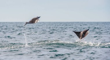 Sudan atlama Mobula ray. Manta de keşiş, Munk'ın şeytan ray, cüce devil ray, smoothtail mobula, bilinen Mobula munkiana familyasından bir aile Myliobatida ray. Pasifik Okyanusu