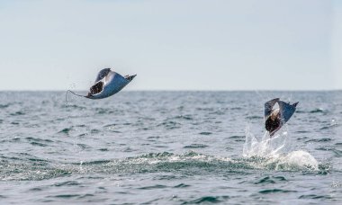 Sudan atlama Mobula ray. Manta de keşiş, Munk'ın şeytan ray, cüce devil ray, smoothtail mobula, bilinen Mobula munkiana familyasından bir aile Myliobatida ray. Pasifik Okyanusu