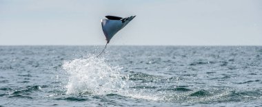 Sudan atlama Mobula ray. Manta de keşiş, Munk'ın şeytan ray, cüce devil ray, smoothtail mobula, bilinen Mobula munkiana familyasından bir aile Myliobatida ray. Pasifik Okyanusu