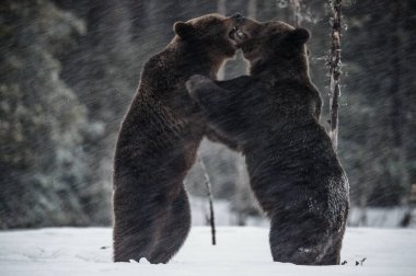 Kar yağışında ayı yavruları karda. Kış ormanında kahverengi ayılar. Doğal yaşam alanı. Bilimsel adı: Ursus Arctos Arctos.