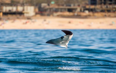 Mobula ışını sudan atlıyor. Ön görüş. Mobula munkiana, manta de monk, Munk's devil Ray, pigme şeytan ışını, smoothtail mobula olarak bilinen, Myliobatida familyasından bir ışın türüdür..