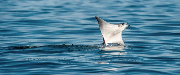 Mobula Ray Saltando Del Agua Mobula Munkiana Conocida Como Manta — Foto de Stock