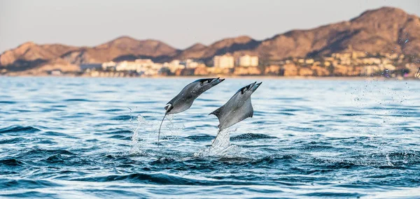 Mobula Ray Hoppa Vattnet Mobula Munkiana Känd Som Munk Devil — Stockfoto