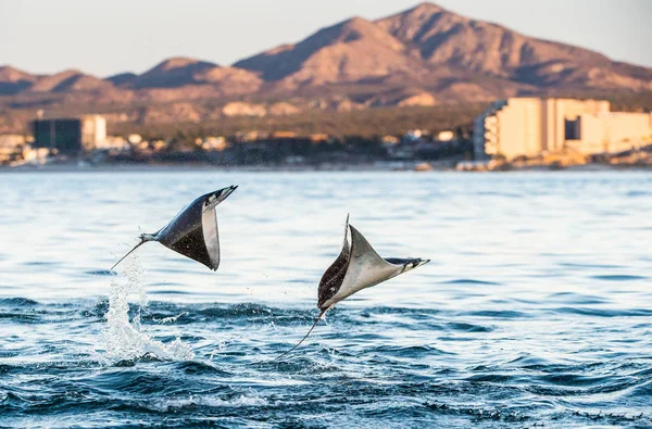 Mobula Vleug Springen Uit Het Water Mobula Munkiana Bekend Als — Stockfoto