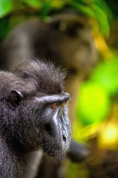 Celebes Kuif Makaak Zijaanzicht Portret Zwarte Makaak Celebes Crested Makaak — Stockfoto