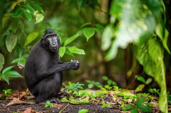 Celebes Kuif Makaak Het Bos Zwarte Makaak Celebes Crested Makaak — Stockfoto