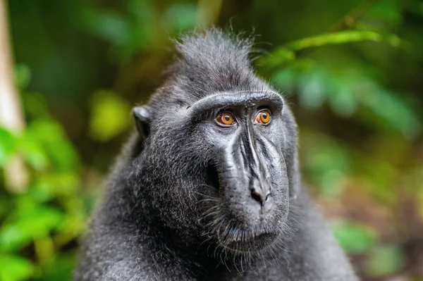 塞莱伯斯的冠状猕猴 关闭肖像 冠黑色猕猴 苏拉威西冠猕猴 或黑色的猿 自然栖息地 苏拉威西 印度尼西亚 — 图库照片