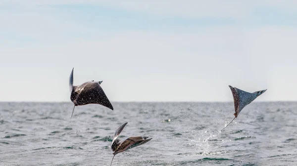 Mobula Ray Saltando Del Agua Mobula Munkiana Conocida Como Manta — Foto de Stock