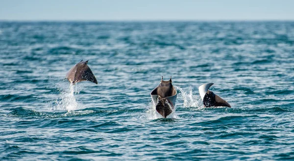 Mobula Ray Saute Hors Eau Mobula Munkiana Est Une Espèce — Photo