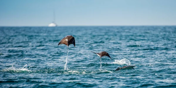 Mobula Ray Wyskakując Wody Mobula Munkiana Znany Jako Mnich Manta — Zdjęcie stockowe