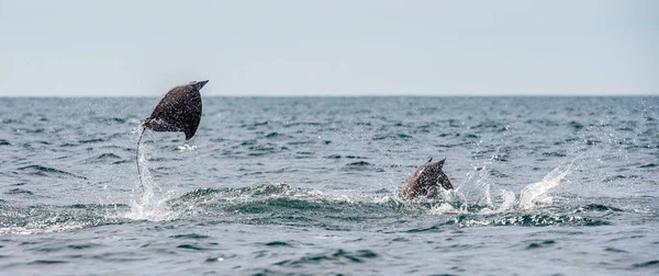 Mobula Ray Che Salta Fuori Dall Acqua Mobula Munkiana Conosciuta — Foto Stock